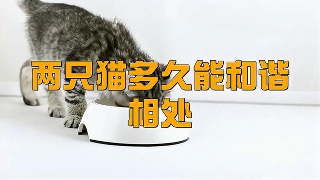 混養(yǎng)初期需要多久適應(yīng)