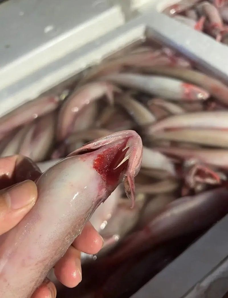 東海小龍魚有哪些烹飪方法？