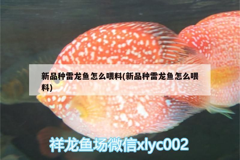 新品種雷龍魚怎么喂料(新品種雷龍魚怎么喂料)