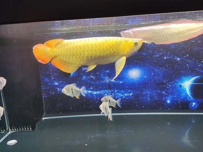 云浮紅龍魚