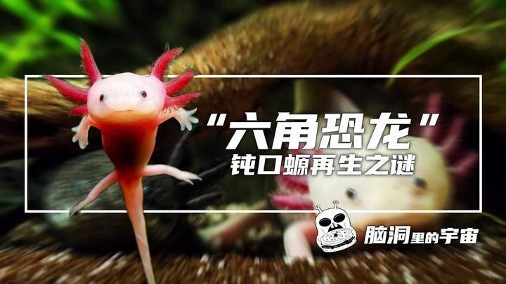 六角恐龍的再生能力有多強？ 六角恐龍的再生能力有多強？ 龍魚百科 第2張