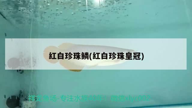 英德市有哪些知名的龍魚養殖戶？，廣東地區專業龍魚養殖戶名單英德市龍魚養殖戶名單