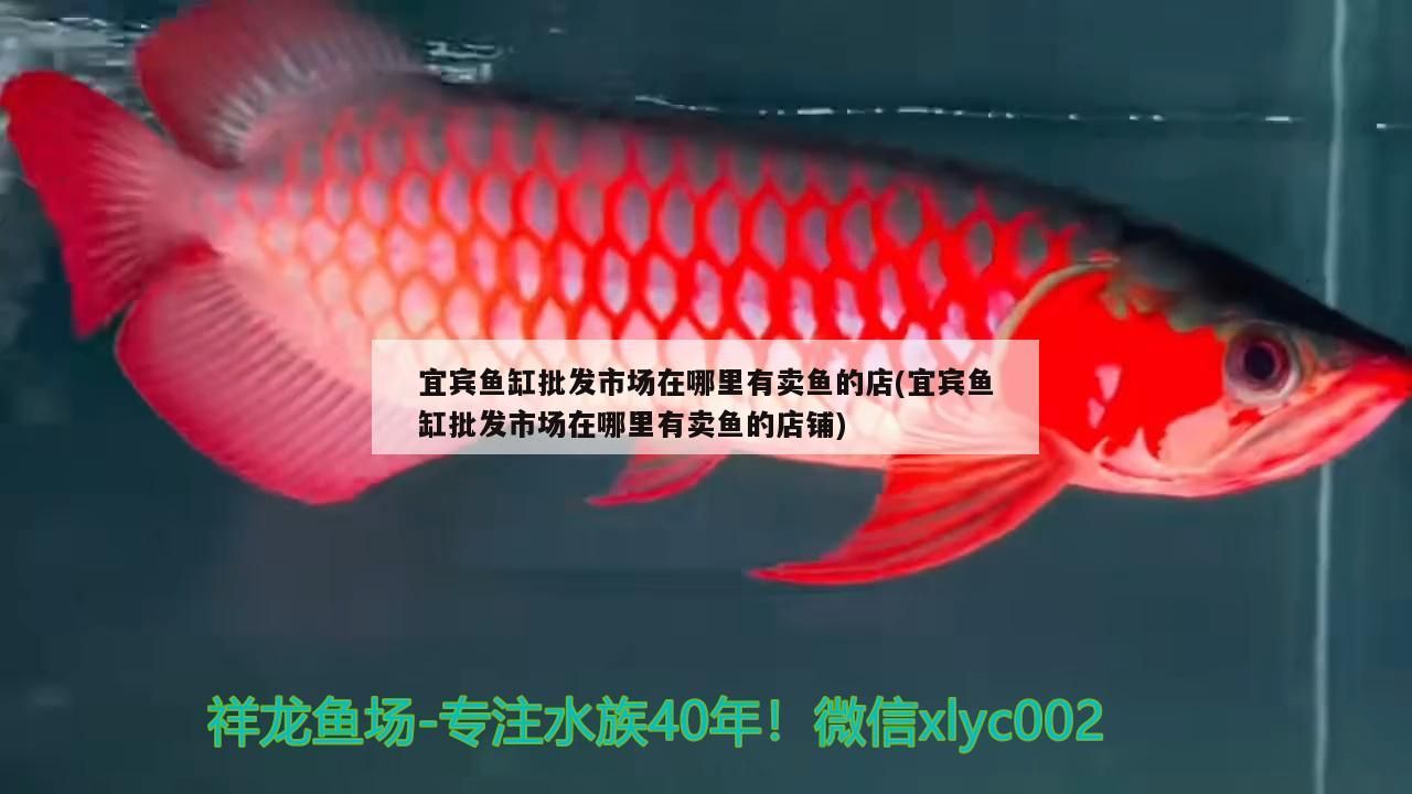 宜賓魚缸批發(fā)市場在哪里有賣魚的店(宜賓魚缸批發(fā)市場在哪里有賣魚的店鋪)