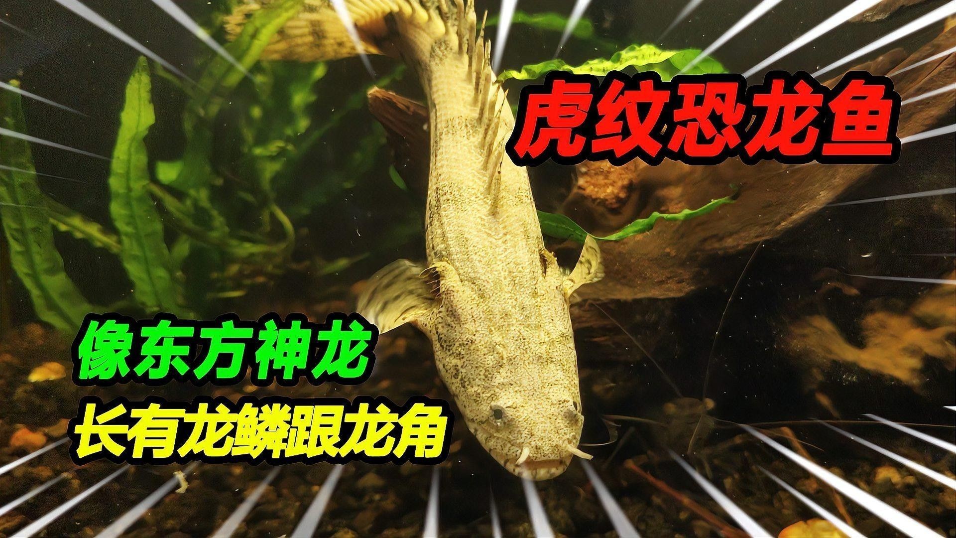 如何飼養(yǎng)虎紋恐龍魚