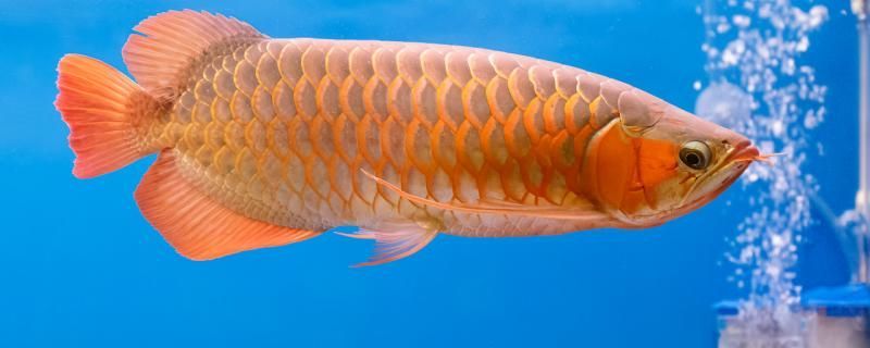 龍魚水質要求龍魚水溫要求