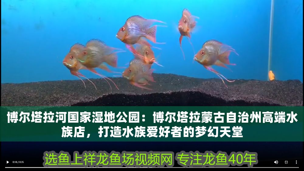 博爾塔拉河國家濕地公園：博爾塔拉蒙古自治州高端水族店，打造水族愛好者的夢幻天堂