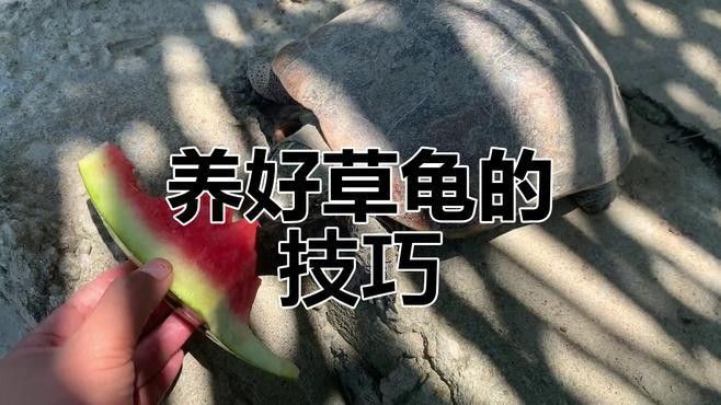 如何設置草龜和龍魚的喂食策略（如何為草龜和龍魚設置喂食策略）