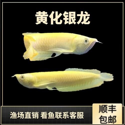 鯊魚嘴龍魚有哪些缺點
