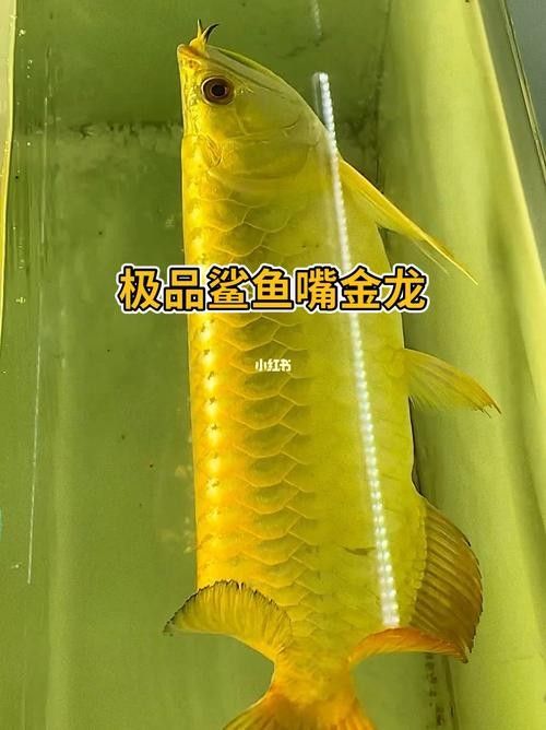 鯊魚嘴龍魚有哪些缺點