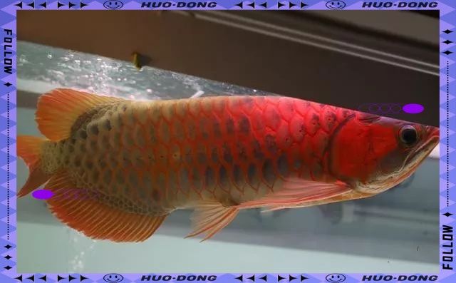 鯊魚嘴龍魚有哪些缺點