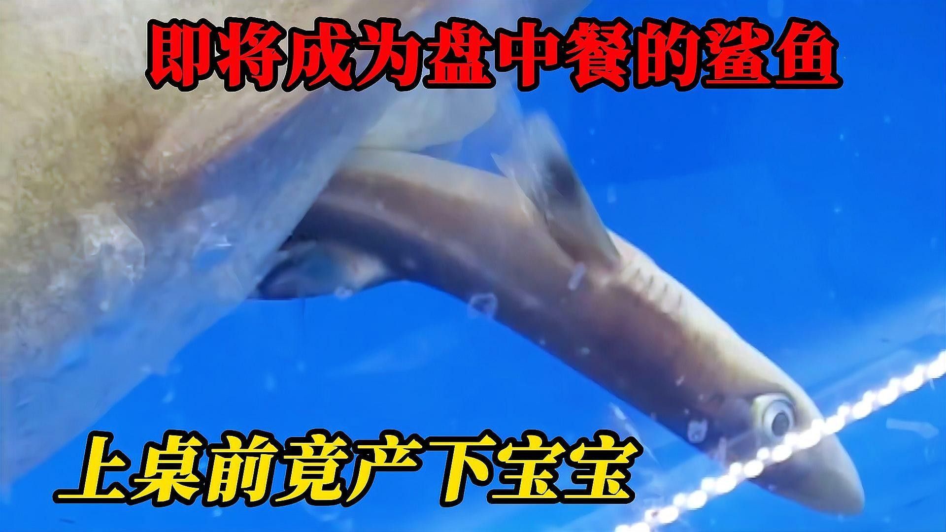 鯊魚嘴龍魚有哪些缺點
