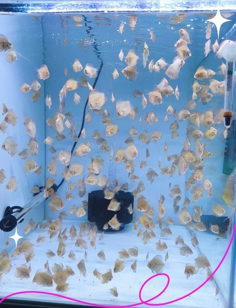 如何設置七彩雷龍魚的照明？