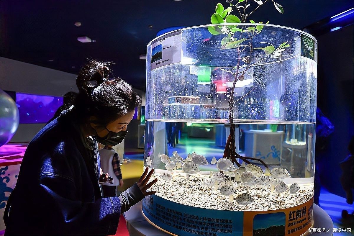 如何設置七彩雷龍魚的照明？