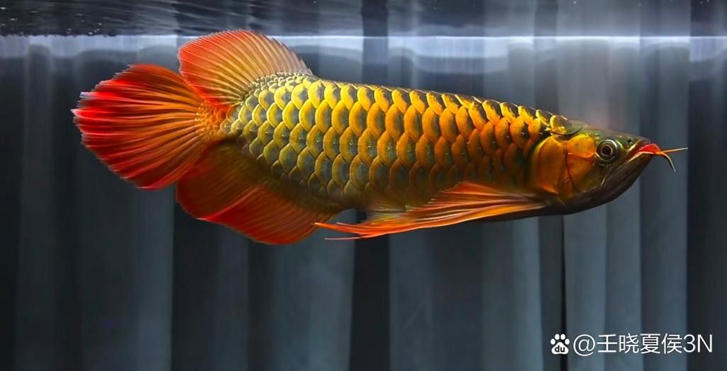能推薦一些金龍魚游動(dòng)姿態(tài)的圖片嗎