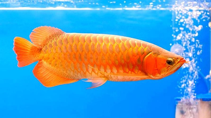 能推薦一些金龍魚游動(dòng)姿態(tài)的圖片嗎