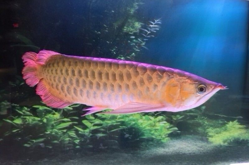 能推薦一些金龍魚游動(dòng)姿態(tài)的圖片嗎