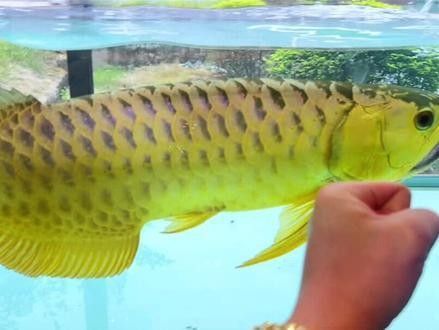 能推薦一些金龍魚游動(dòng)姿態(tài)的圖片嗎