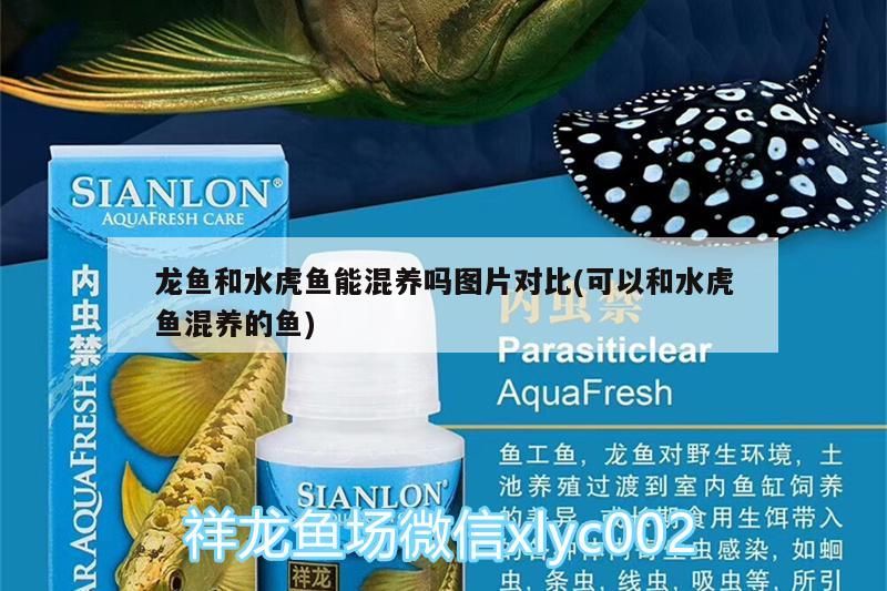 龍魚和水虎魚能混養嗎圖片對比(可以和水虎魚混養的魚)（龍魚和水虎魚能混養嗎）