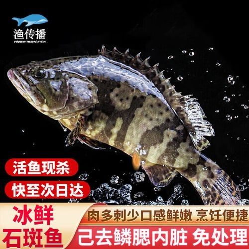 龍鼎魚一斤多少錢