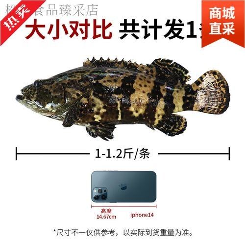 龍鼎魚一斤多少錢