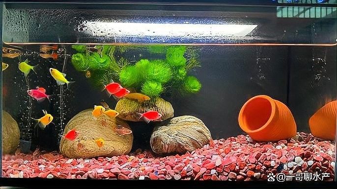 沉木釋放單寧酸會影響水質嗎？（木釋放單寧酸對水質的影響）