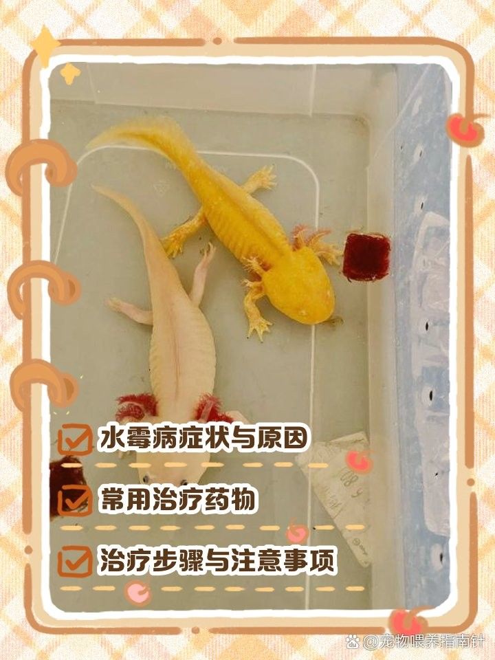 六角龍魚水霉病如何治療？（六角恐龍魚水霉病怎么治療六角恐龍魚水霉病治療全攻略）