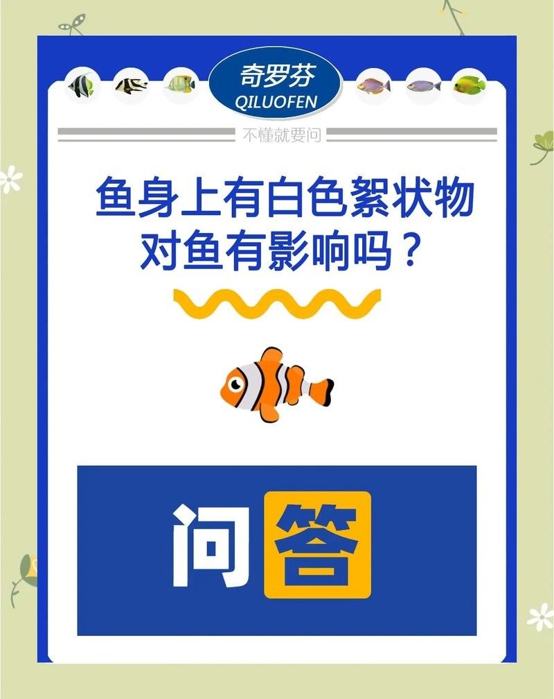 六角龍魚水霉病如何治療？（六角恐龍魚水霉病怎么治療六角恐龍魚水霉病治療全攻略）