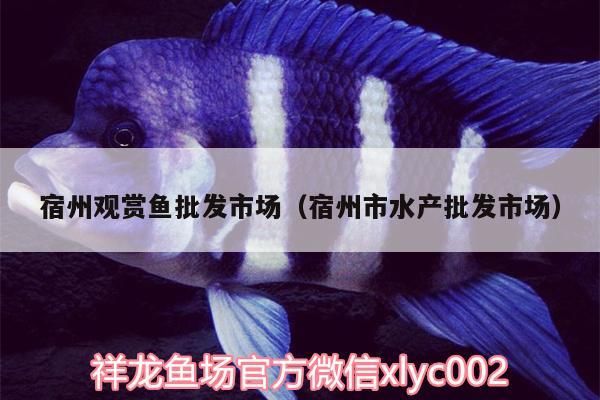宿州觀賞魚批發(fā)市場（宿州市水產(chǎn)批發(fā)市場）（宿州州觀賞魚批發(fā)市場）