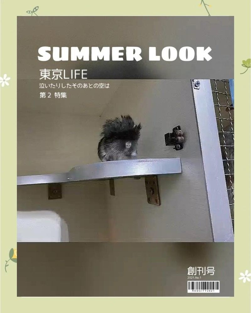 龍貓繁殖后如何護理？ 龍貓繁殖后如何護理？ 龍魚百科 第4張