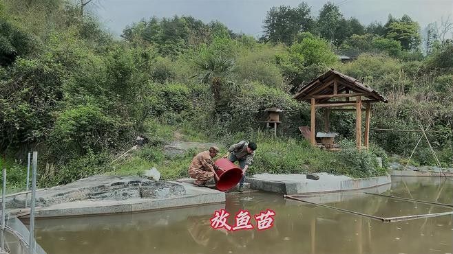 龍魚吃草魚苗會消化不良嗎（龍魚吃草魚苗會導致消化不良嗎？）