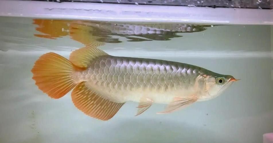 格爾木龍魚是雜牌子嗎（格爾木龍魚屬于雜牌子嗎？） 格爾木龍魚是雜牌子嗎（格爾木龍魚屬于雜牌子嗎？） 觀賞魚百科 第3張