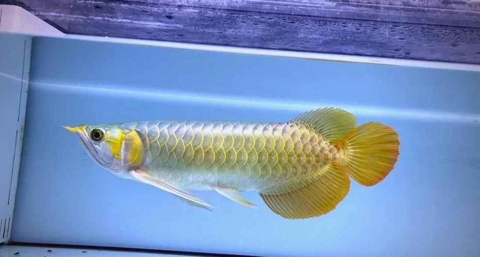 格爾木龍魚是雜牌子嗎（格爾木龍魚屬于雜牌子嗎？） 格爾木龍魚是雜牌子嗎（格爾木龍魚屬于雜牌子嗎？） 觀賞魚百科 第4張