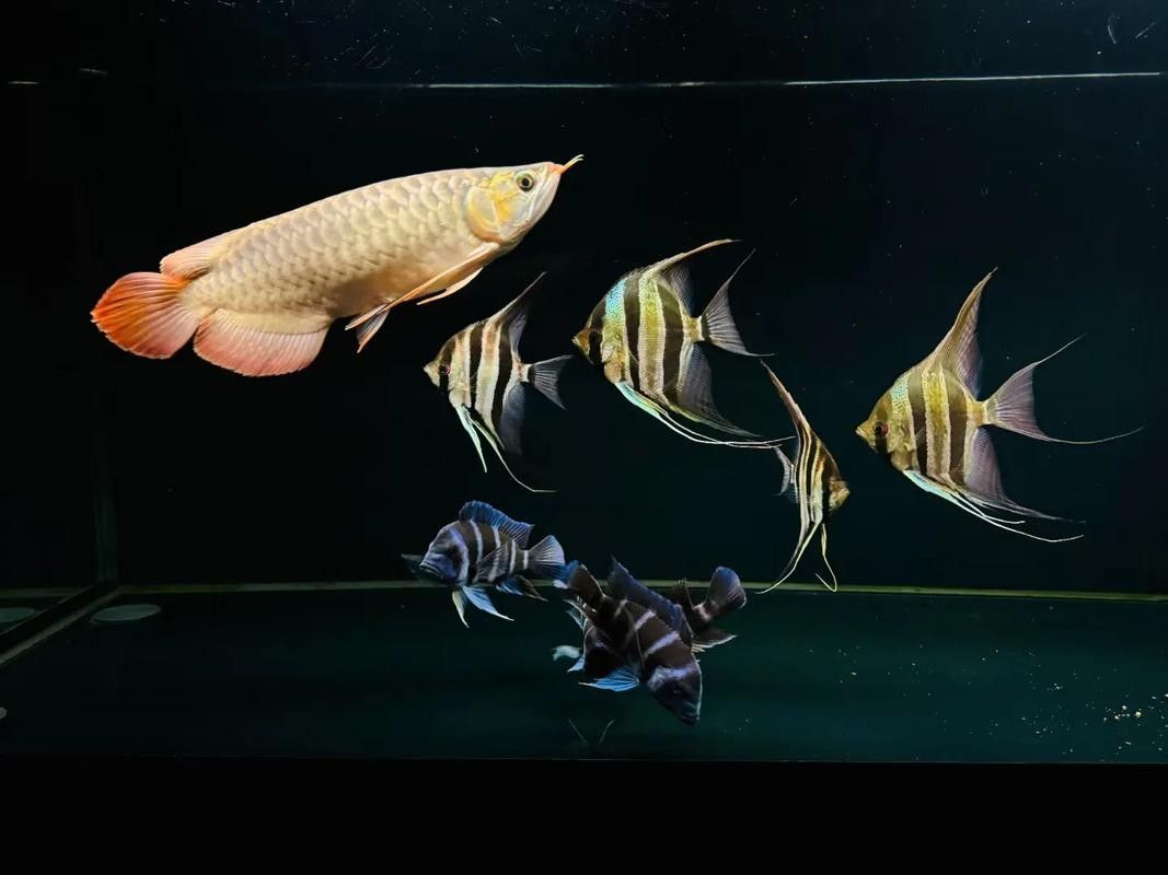 格爾木龍魚是雜牌子嗎（格爾木龍魚屬于雜牌子嗎？） 格爾木龍魚是雜牌子嗎（格爾木龍魚屬于雜牌子嗎？） 觀賞魚百科 第6張
