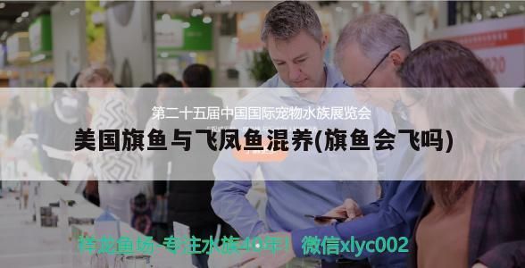 美國旗魚與飛鳳魚混養(yǎng)(旗魚會飛嗎)（美國旗魚與飛鳳魚混養(yǎng)）