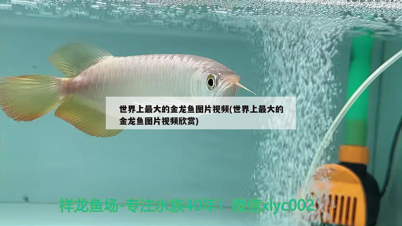 世界上最大的金龍魚圖片視頻(世界上最大的金龍魚圖片視頻欣賞)（世界上最大的金龍魚圖片視頻）