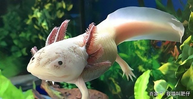 六角恐龍魚適合新手養嗎？（新手養六角恐龍魚需注意一些細節，新手養魚需注意一些細節）