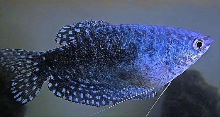 藍(lán)曼龍魚成年后會有哪些攻擊行為（成年藍(lán)曼龍魚成年后的攻擊行為主要表現(xiàn)為以下特征）