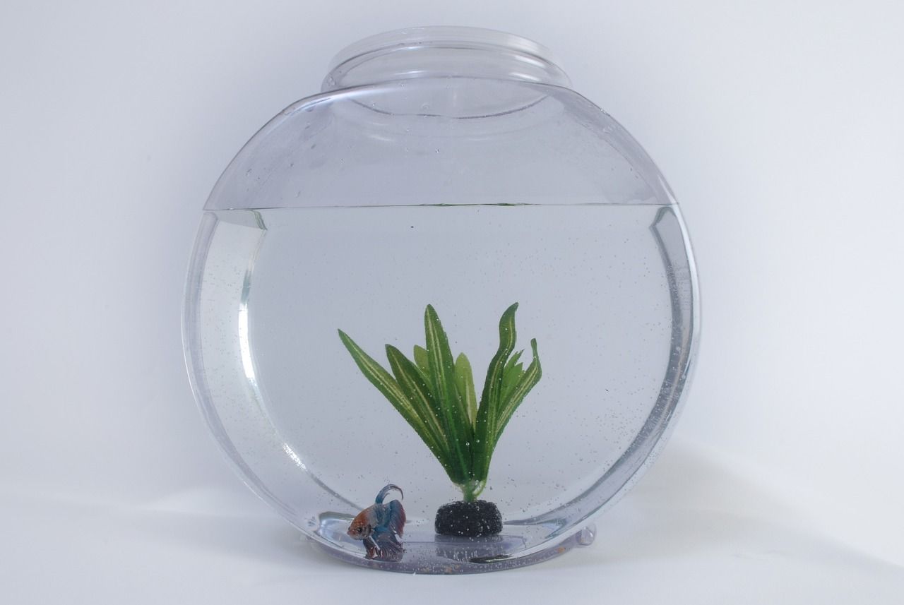 白化招財龍魚屬于底層魚嗎：招財魚是戰船嗎（招財魚是戰船嗎）