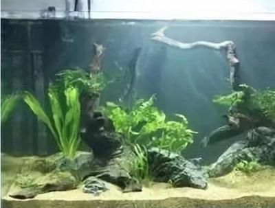 南寧觀賞魚群有哪些種類魚（南寧市哪個公園可以喂魚）（南寧觀賞魚群有哪些種類）