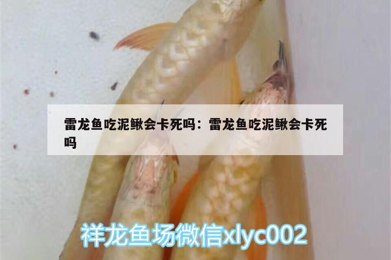 雷龍魚吃泥鰍會卡死嗎:雷龍魚吃泥鰍會卡死嗎