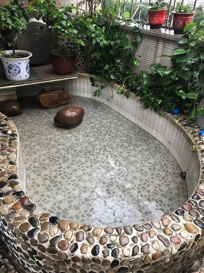 烏海觀賞魚(yú)市場(chǎng)求助除了錦鯉還能養(yǎng)什么（海觀賞魚(yú)市場(chǎng)求助除了錦鯉還能養(yǎng)什么）