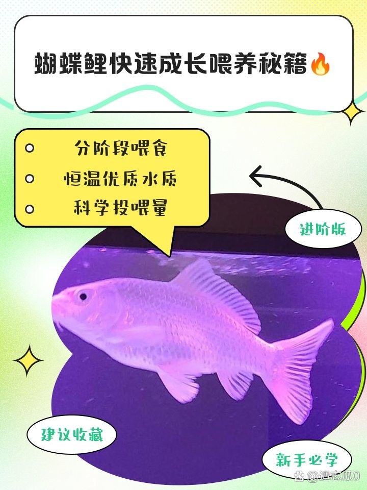 如何分層投喂蝴蝶鯉和龍魚（如何分層投喂蝴蝶鯉和龍魚的步驟）