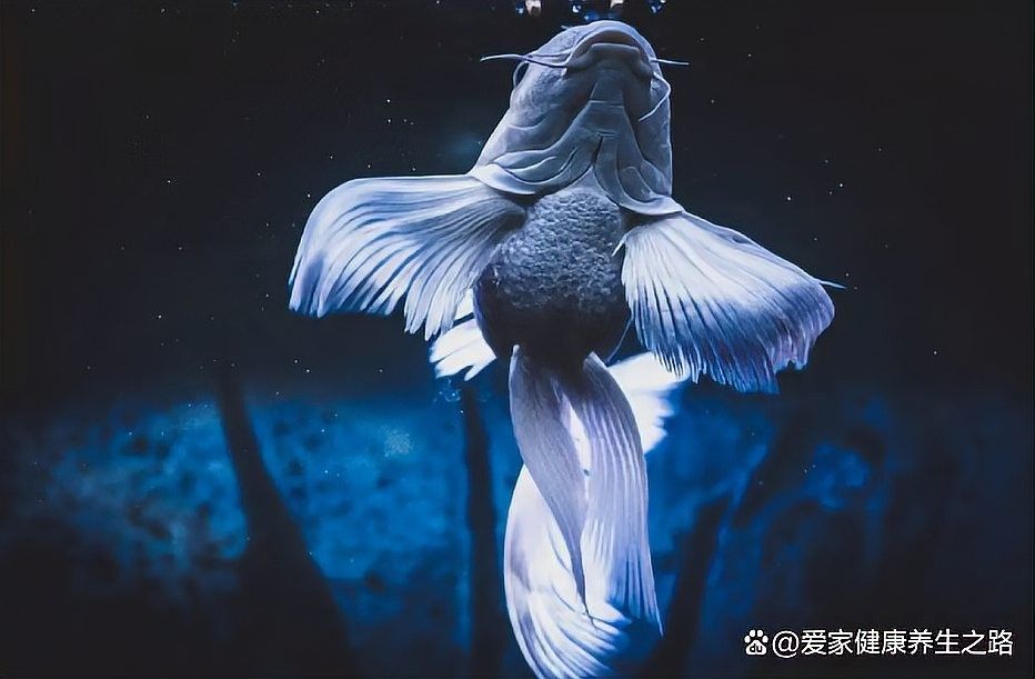 如何分層投喂蝴蝶鯉和龍魚（如何分層投喂蝴蝶鯉和龍魚的步驟）