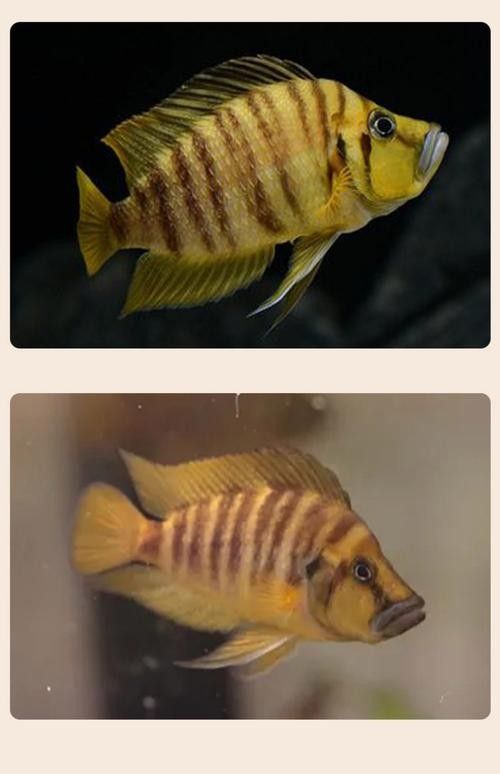 三湖虎魚哪個品種最好（——三湖虎魚品種推薦）