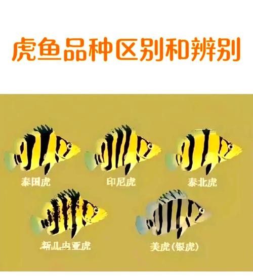 三湖虎魚哪個品種最好（——三湖虎魚品種推薦）