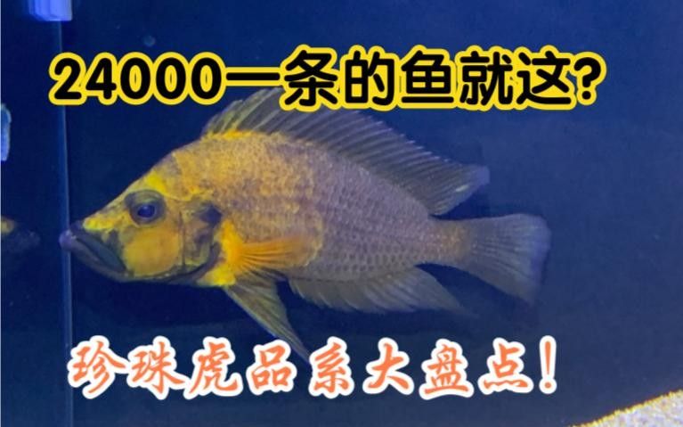 三湖虎魚哪個品種最好（——三湖虎魚品種推薦）