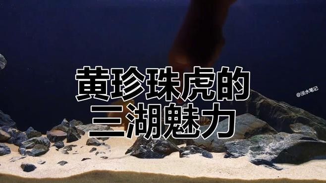 三湖虎魚哪個品種最好（——三湖虎魚品種推薦）