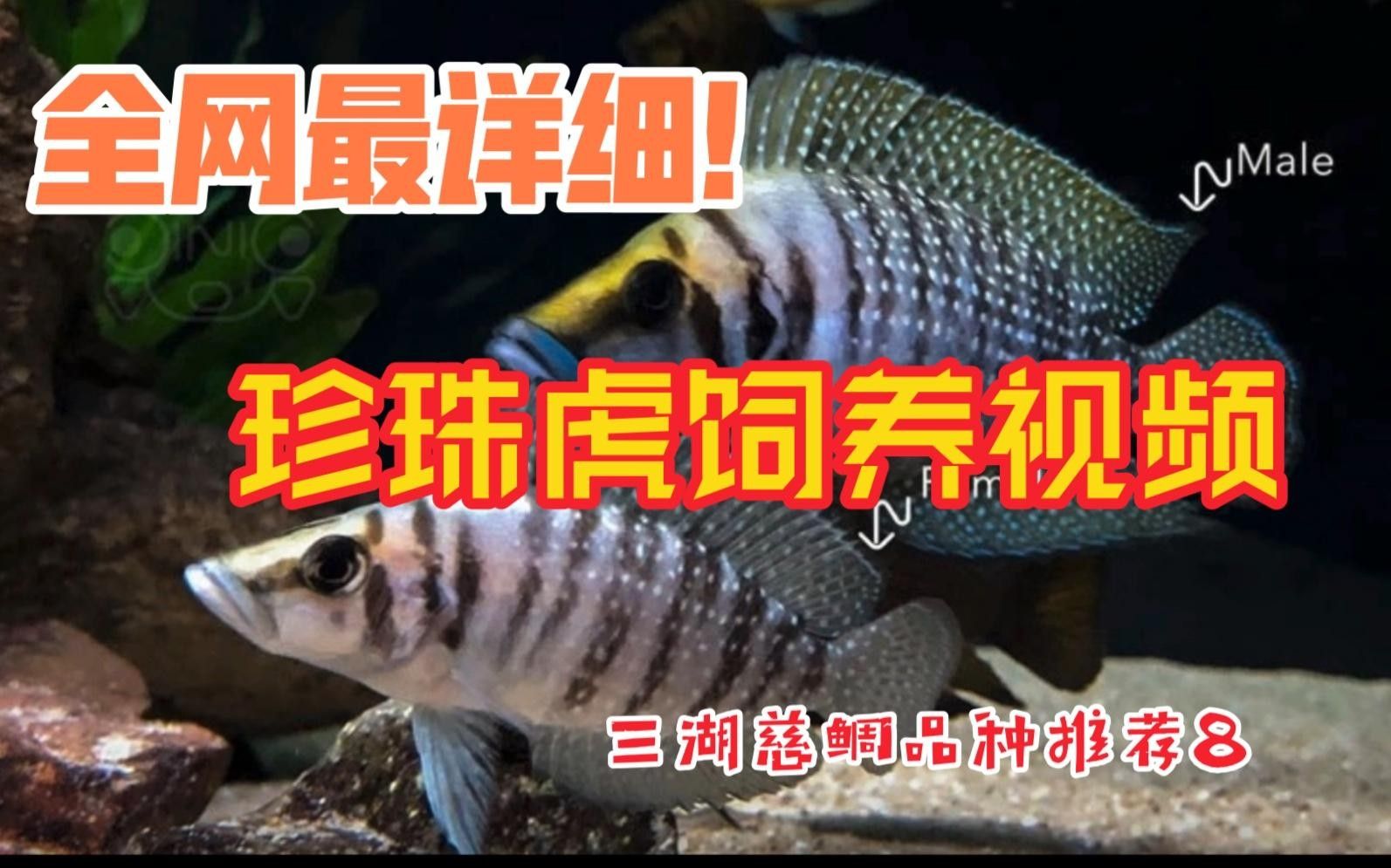 三湖虎魚哪個品種最好（——三湖虎魚品種推薦）