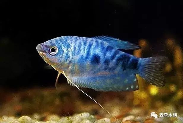 火焰尾紅龍魚壽命有多長（火焰尾紅龍魚的壽命）