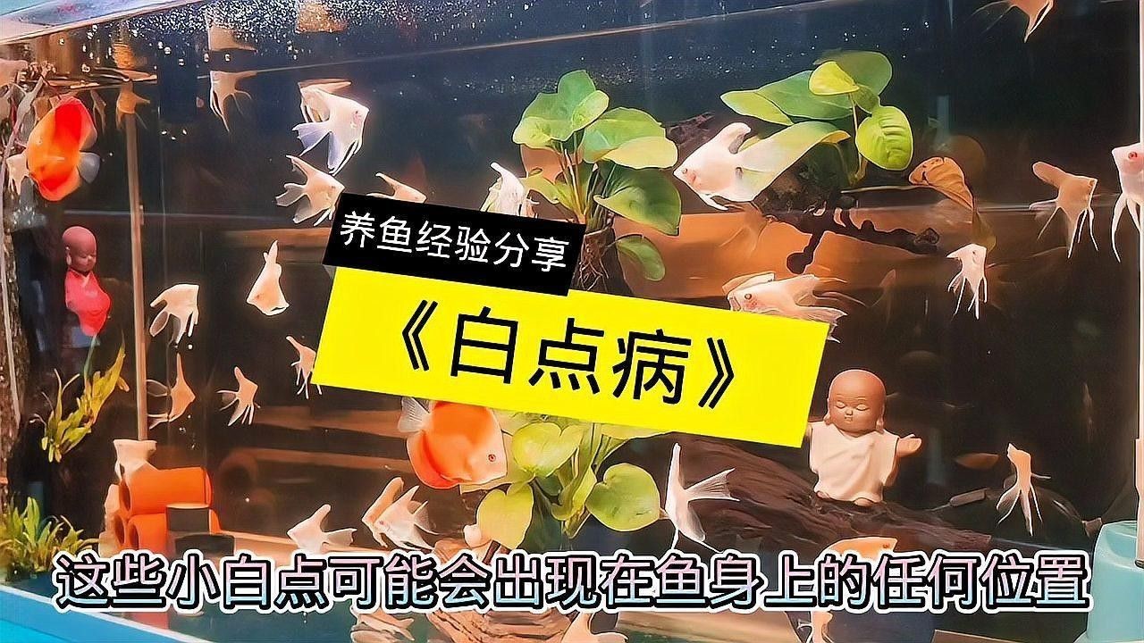 白點病對雷龍魚有哪些具體危害 白點病對雷龍魚有哪些具體危害 龍魚百科 第2張